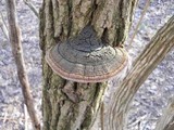 Phellinus robiniae image
