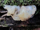 Tremella fuciformis image