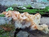 Tremella fuciformis image