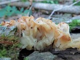 Tremella fuciformis image