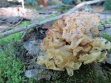 Tremella fuciformis image