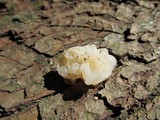 Tremella fuciformis image