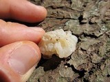 Tremella fuciformis image