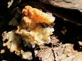 Tremella fuciformis image