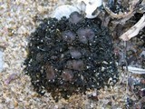 Collema tenax var. tenax image