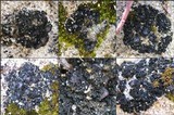 Collema tenax var. tenax image