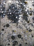 Collema tenax var. tenax image