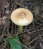 Amanita amerifulva image