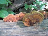 Phellinus gilvus image