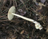 Amanita amerifulva image