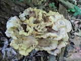 Meripilus sumstinei image