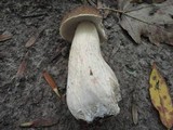 Boletus variipes image