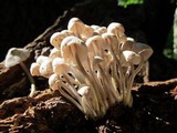 Mycena inclinata image