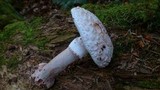 Amanita rubescens var. rubescens image