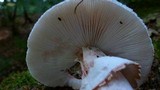 Amanita rubescens var. rubescens image