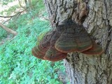 Phylloporia ribis image