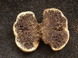 Sedecula pulvinata image