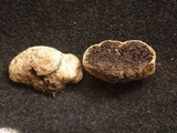 Sedecula pulvinata image