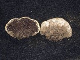 Sedecula pulvinata image