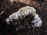 Bondarzewia occidentalis image