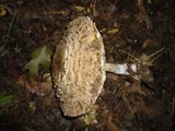 Chlorophyllum olivieri image