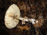 Chlorophyllum olivieri image