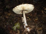 Chlorophyllum olivieri image