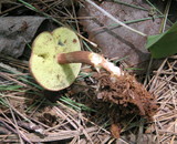Imleria badia image