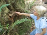 Ganoderma australe image