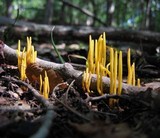 Clavulinopsis fusiformis image