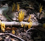 Clavulinopsis fusiformis image