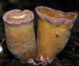 Gomphus clavatus image