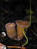 Gomphus clavatus image