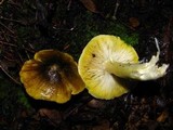 Tricholoma subsejunctum image