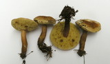 Gyroporus castaneus image