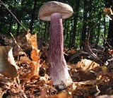 Tylopilus plumbeoviolaceus image