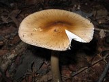 Amanita sect. Vaginatae image