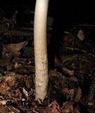 Amanita sect. Vaginatae image
