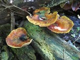 Royoporus badius image