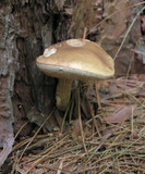 Tylopilus felleus image