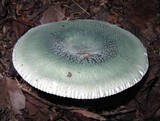 Russula parvovirescens image