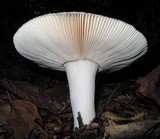 Russula parvovirescens image