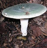 Russula parvovirescens image