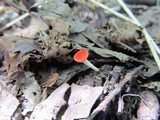 Sarcoscypha occidentalis image
