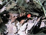 Sarcoscypha occidentalis image