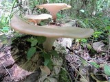 Royoporus badius image