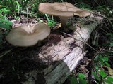 Royoporus badius image