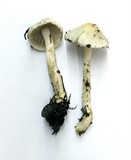 Inocybe geophylla image
