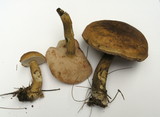 Tylopilus felleus image