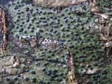 Pyrenula macrospora image